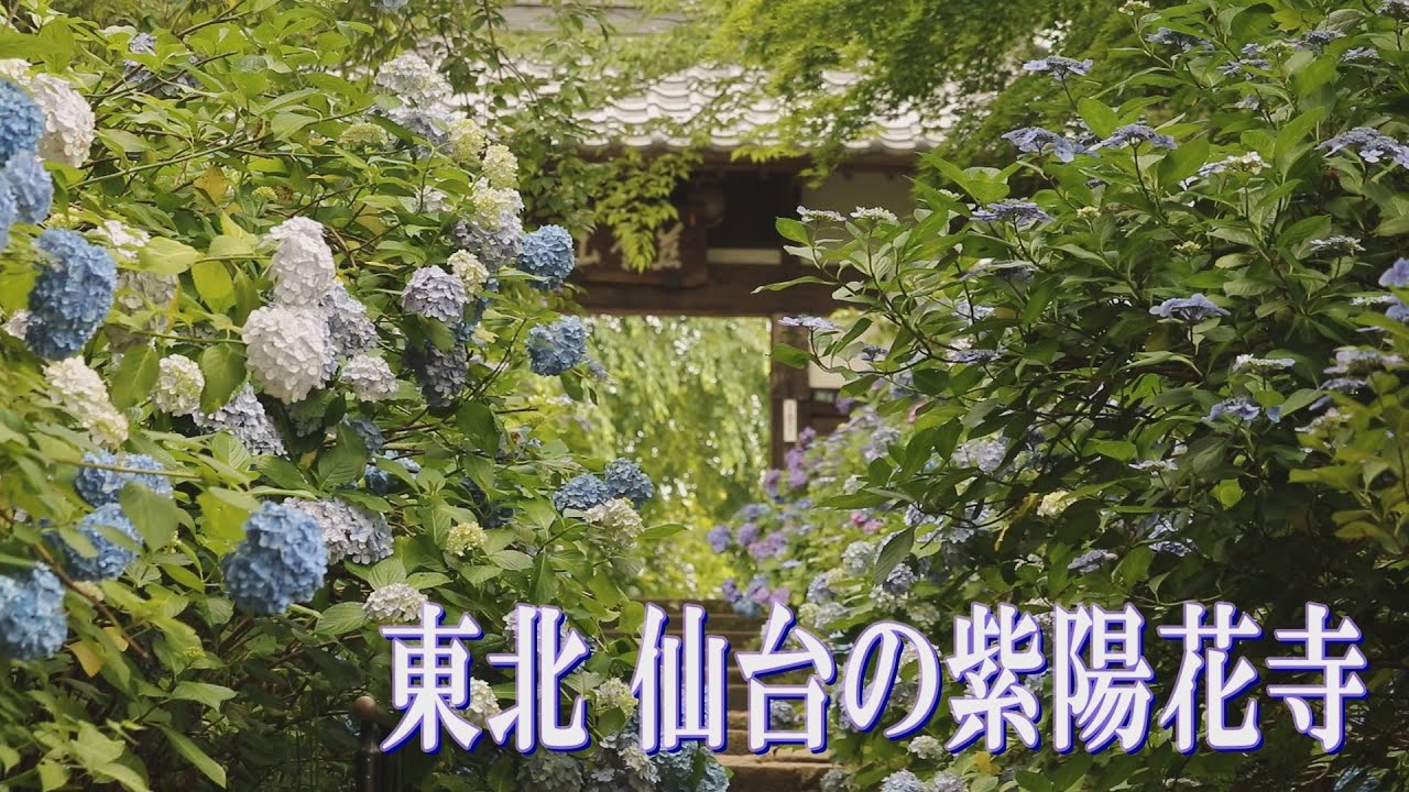 風景遺産 4 東北 仙台の紫陽花寺 Youtube 風景遺産 4 東北 仙台の紫陽花寺 Youtube