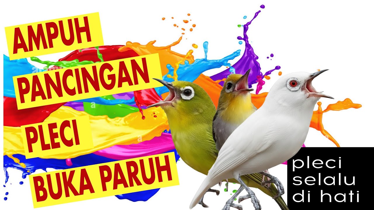 PANCINGAN PLECI AGAR BUKA PARUH III Ampuh untuk menaikan birahi.