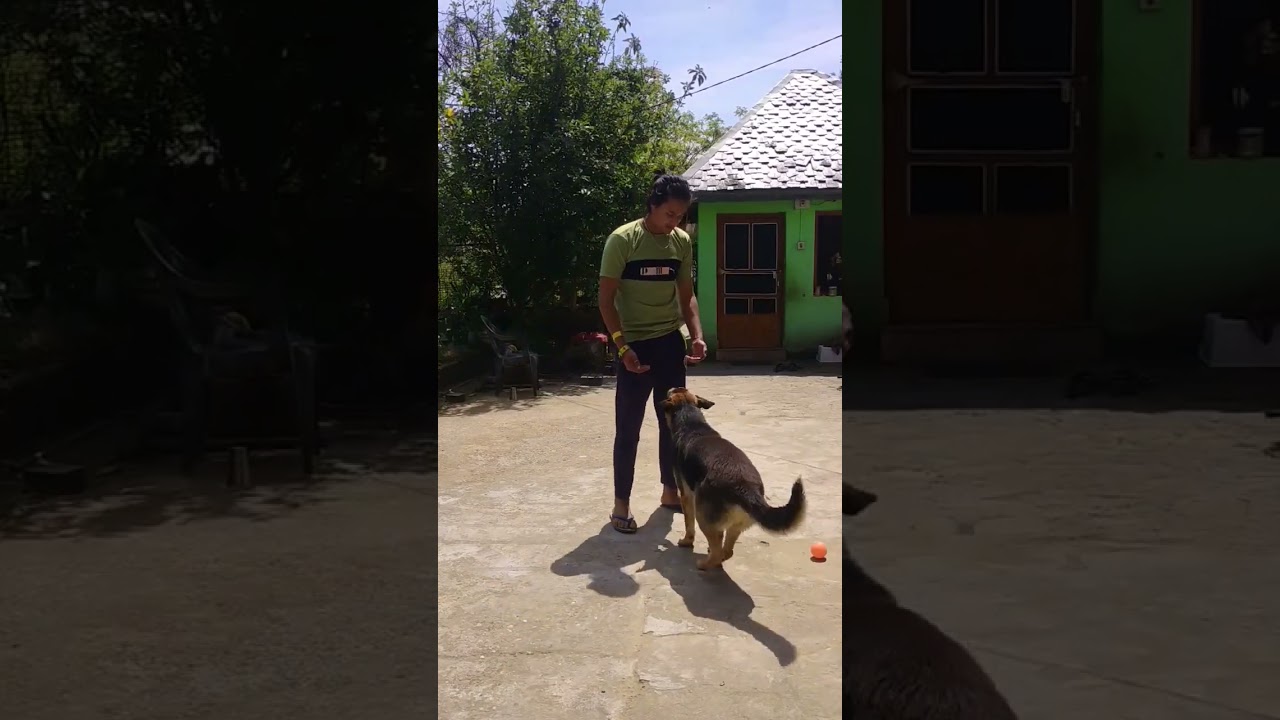 German shepherd training at home🔥 