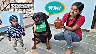 cute dog fight | fully trained dog | funny dog videos | Rottweiler dogs