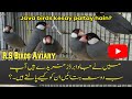 java birds kesay paltay hain? || میں نے جاوا برڈز خریدے ہیں  آپ سب دوست بتائیں ان کو کیسے پالتے ہیں
