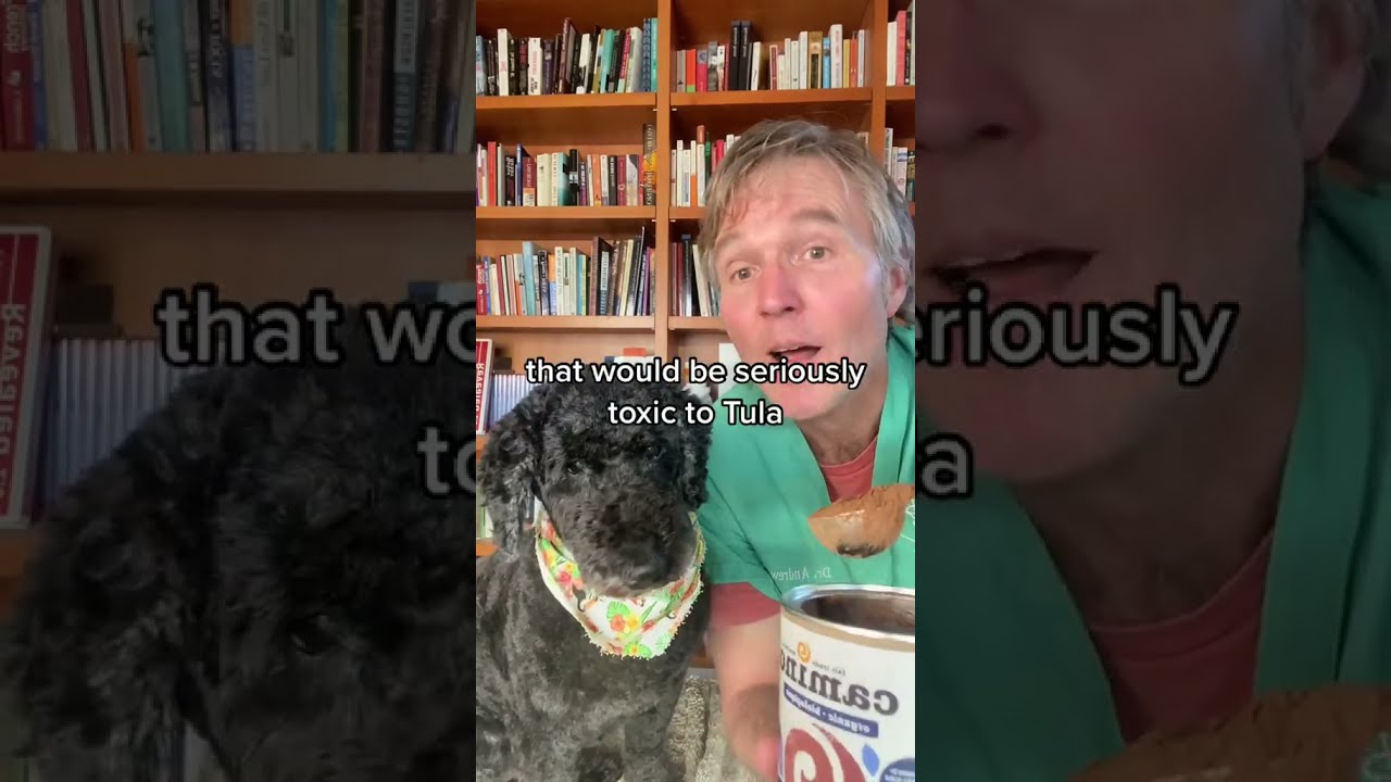 How Much Chocolate Can Your Dog Eat 