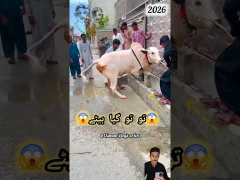 تو تو گیا 😱😭اس بچھڑے کوکئاہوا✨🥀 #bakraeid #eid #bakra #qurbani #cow #animals #goat #bari #camel #eid