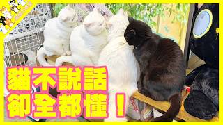 貓與貓之間的語言！一生不說話，卻一世共存！【孤貓工作室】