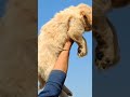 golden retriever puppy🐶