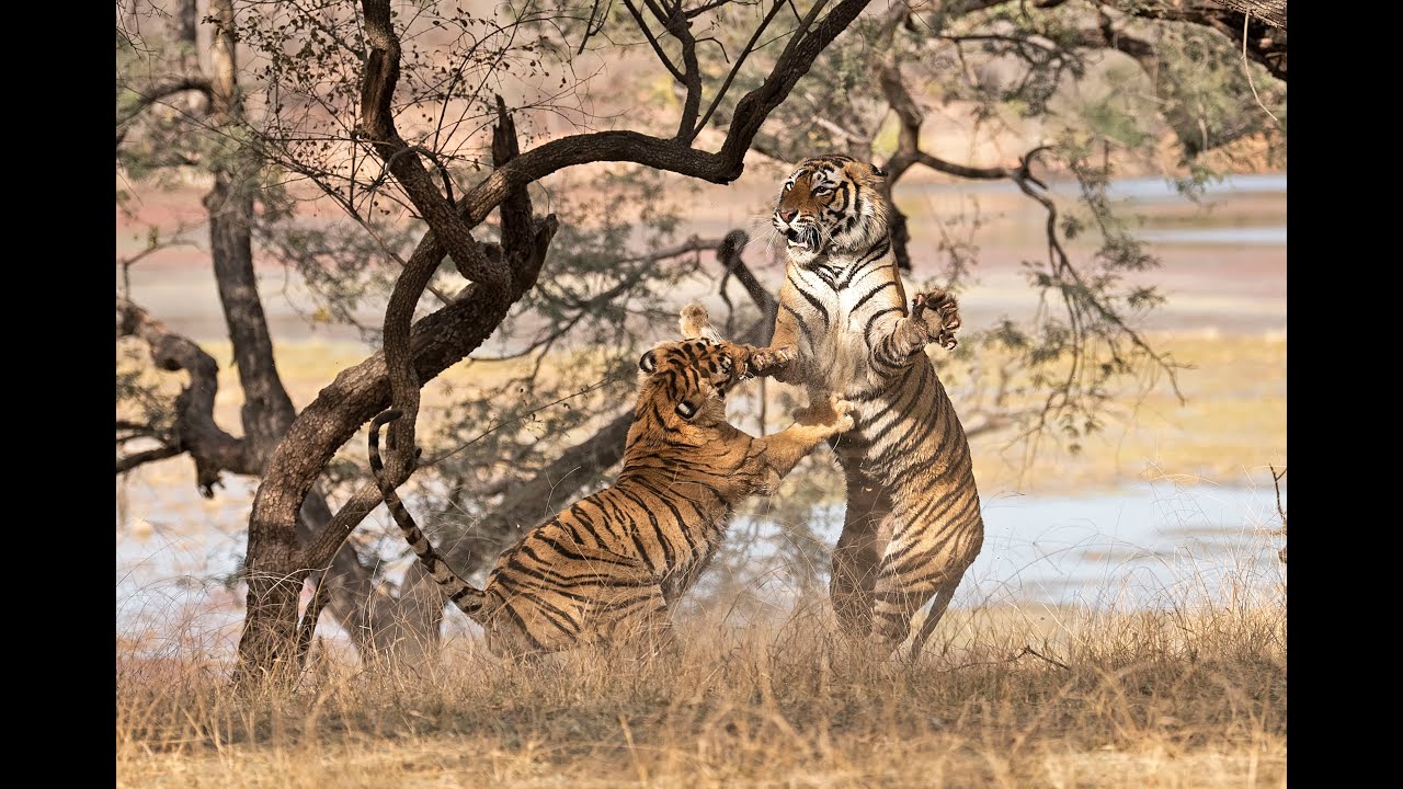 Тигр против Тигрицы: Любовь и война на берегах озера, Рантхамбор, март 2022 г.