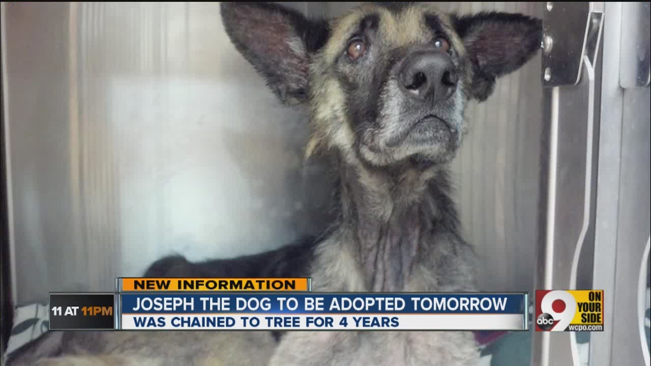 Dog tied to tree for 4 years to get new home - YouTube