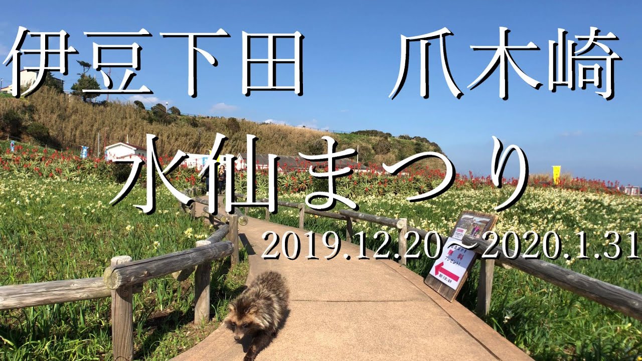 伊豆下田 爪木崎 水仙まつり 01 Youtube