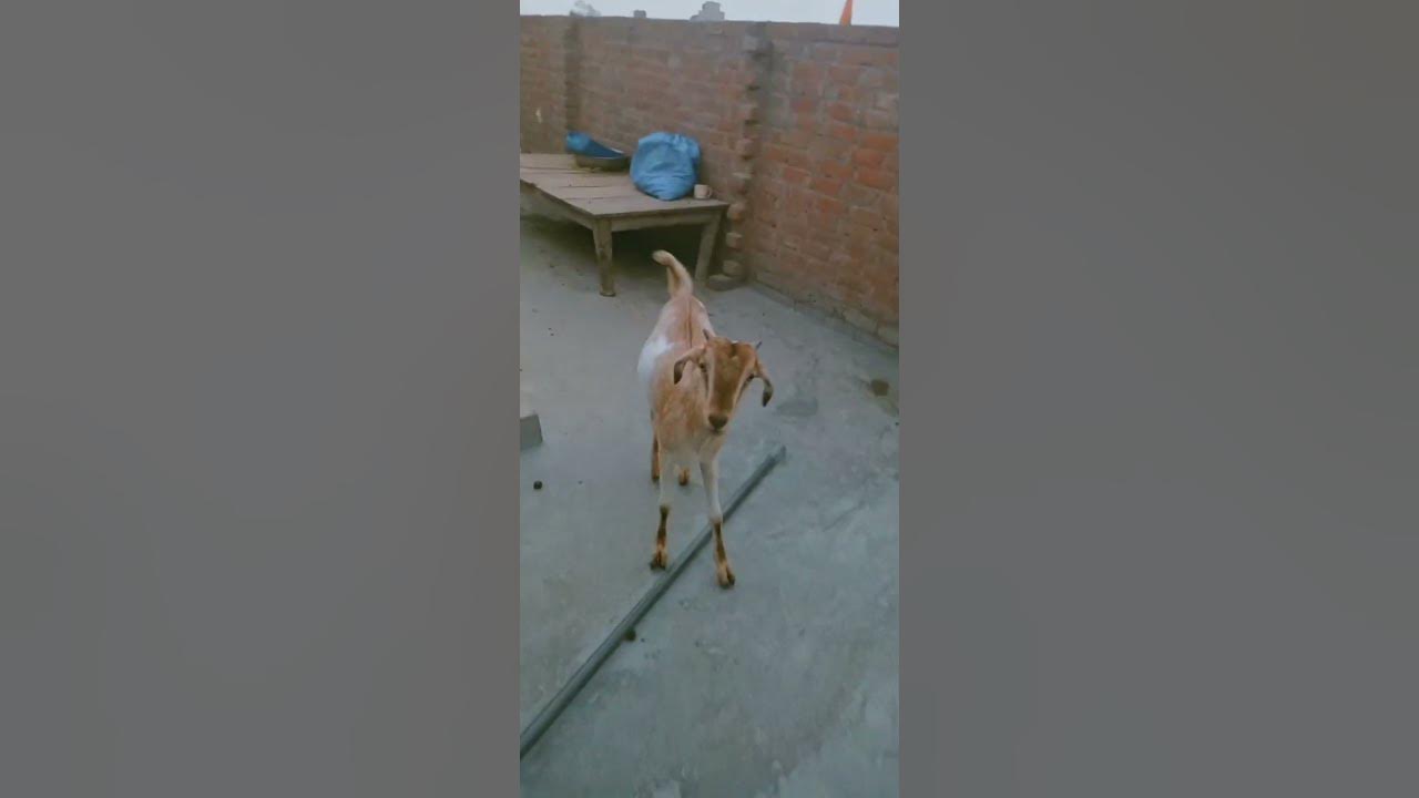 hamza-goat-farm-new-video-comments-likeforlikes-subscribe