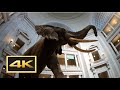 Natural History Museum New Dinosaur Exhibit Walking Tour in 4K -- Washington D.C.