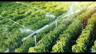 HOW TO BUILD A WATERING SYSTEM | diy drip system