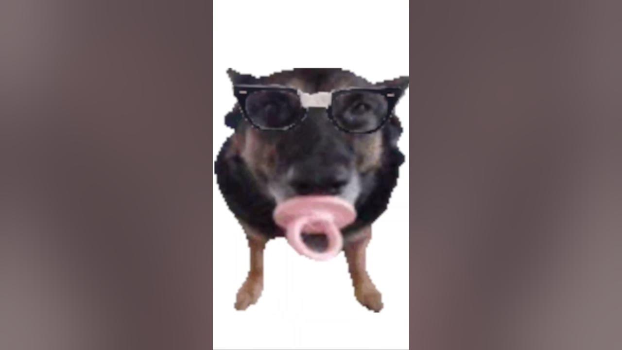 Dog wit da binky YouTube