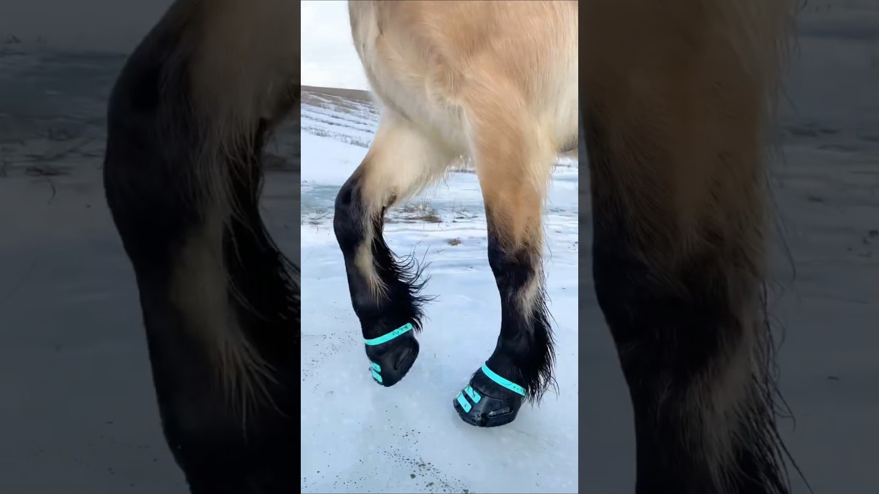 Why Horses Need These Special Shoes