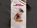 Вакансия по вышиванию крестиком в шапке профиля  #удаленнаяработа #фриланс #вышивка #работа #shorts