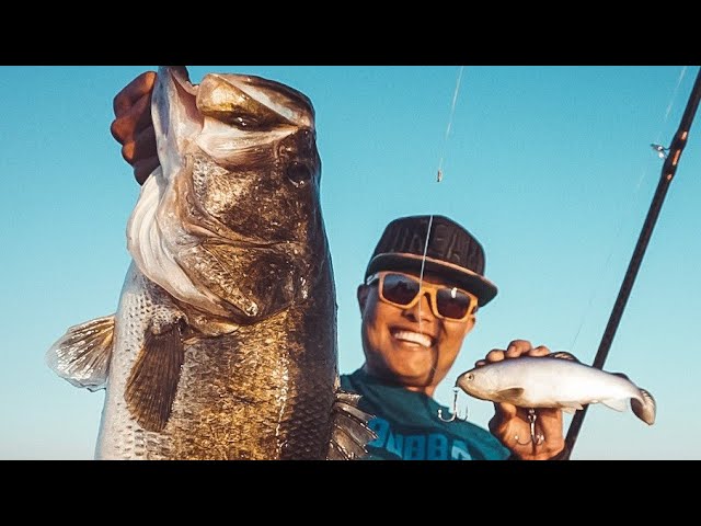 Cast to Catch Swimbait Fishing with the Baitsanity TUG Glide Bait Dark  Bluegill off the Ramp 