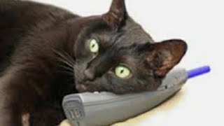 VIDEO CONFERENCE CALL WITH THE CATS blackcats catlover catvideos otrdriver otrlife videocall