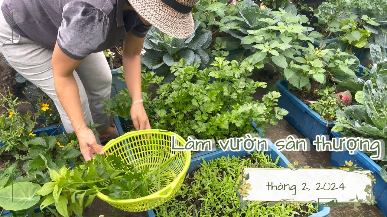 108. Овощеводство на крыше, февраль 2024 г.: Подготовка почвы для посадки сельдерея, посев шпинат...