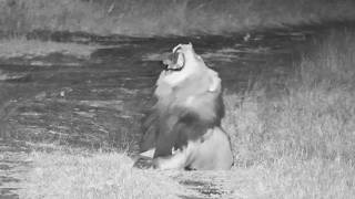 Amahle Ndzenga Male Lion Roaring at Djuma cam 1/9/26