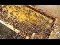 SUPERSEDUR DEVİR TESLİM DEMEKTİR.#supersedur #petek #arıcılık #beekeeping #kovan #kraliçe #arılar