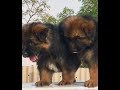 Top Quality Garman Shepherd Puppy Available More 81040 72120 Shortvideo Youtube Shorts