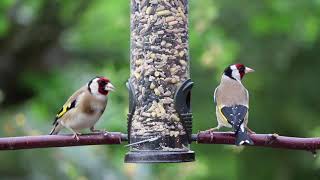 Birds Documentry/Soft music/Peaceful music / screenshot 4