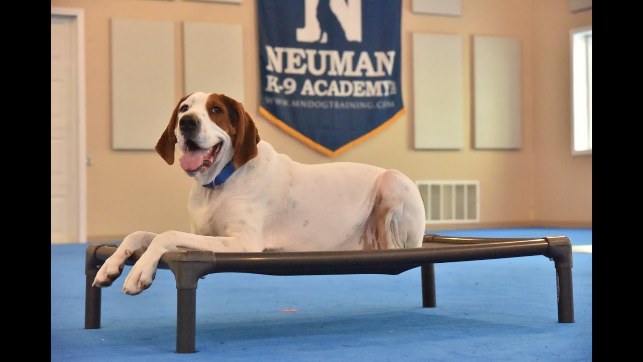 Gilbert (Coonhound) Boot Camp Dog Training Video Demonstration