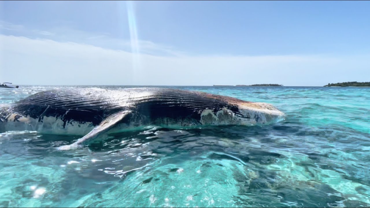 Tragic Discovery: Massive Humpback Whale Found Dead in the Maldives