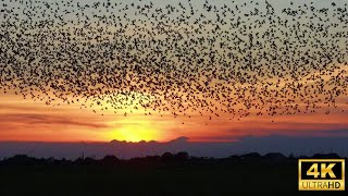 Black Sun: The Dance of the Starlings | 4K Denmark | Nature’s Spectacular Aerial Display