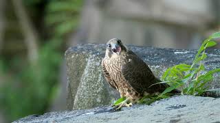 Juvenile Peregrine Falcon calling