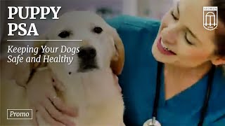 Summer Safety Tips for your Pup