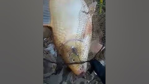 Câu Cá Hồ Châu Pha - Bà Rịa | Cá Chép Khủng | Fishing Lancer lagre Carp #83