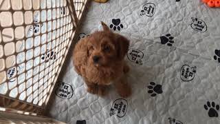 Riley the Cavapoo