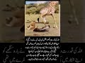 Giraffe Saves Deer from Lion Attack 🦒🦌#AllahPower #Wildlife #LionAttack #Giraffe #Deer #IqbalYT