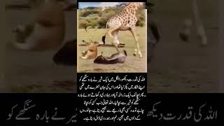 Giraffe Saves Deer from Lion Attack 🦒🦌#AllahPower #Wildlife #LionAttack #Giraffe #Deer #IqbalYT