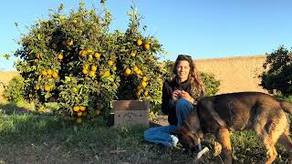 Adoption eines Orangenbaumes
