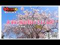 【石川・宮城・北海道】 店前に桜が咲いている店～桜前線とともに2025～ ＃２ Eatery with cherry blossoms blooming in front of it. Part 2