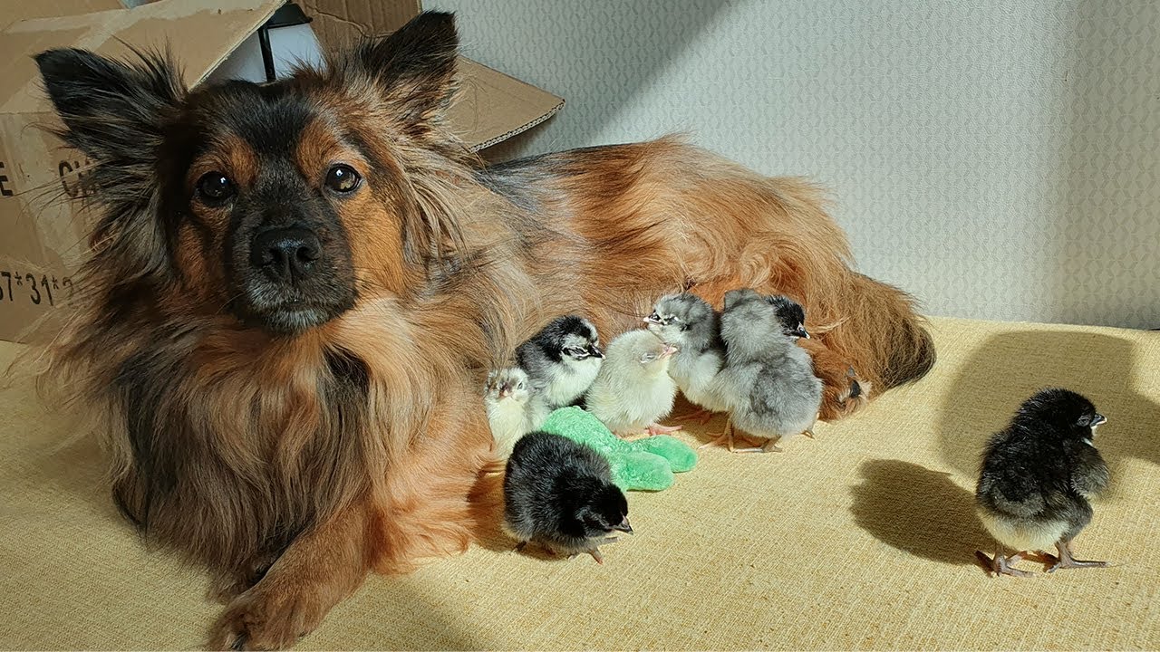 병아리들이 강아지가 엄마인 줄 알고 따라다녀요 ㅋㅋㅋ
