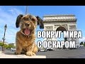 Собака которая объехала весь мир