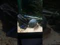 Peacock showing off! #lovefish #fishkeepinghobby #fishaquarium #fish #aquarium #peacockcichlid