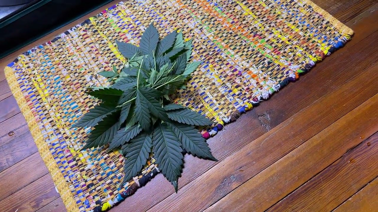 How to Defoliate Autoflowers