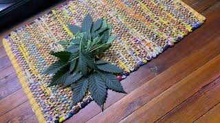 How to Defoliate Autoflowers
