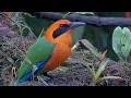 Rufous Motmot Glamour Shot On Panama Fruit Feeder Cam | June 8, 2026