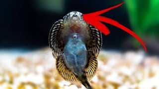 Changing the Way YOU See Fish on Youtube!
Playing with the new lens and bringing more fish home.
Instagram : JimmyGimbal
My Store : https://www.SwhiskeyShots.com
Tip Jar : https://www.buymeacoffee.com/yNLQ8Y9
Whats in my bag?
My Main Camera : https://amzn.to/2OtcHko
Favorite Fish Lens : https://amzn.to/2nynE98
Vlogging Lens : https://amzn.to/2MI7uES
Favorite Lens : https://amzn.to/2Bw4Kqy
Paid & Licensed Music By :
EpidemicSound.com Changing the Way YOU See Fish on Youtube!