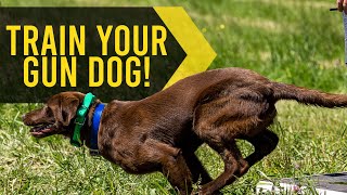 Drills for Gun Dogs: Inline Marking Drill