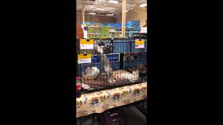 of adoptable pet named Mikhail