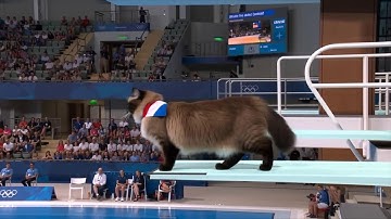Cat Olympics 2025 New York | Chocolate Ragdoll Cats Springboard Diving Finals 🐾✨