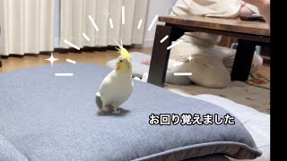 がんも、お回り覚えました