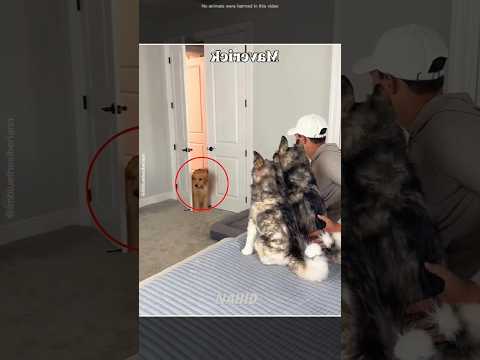He Bought Fake Dogs... Then Watched the Chaos! 😂🐶