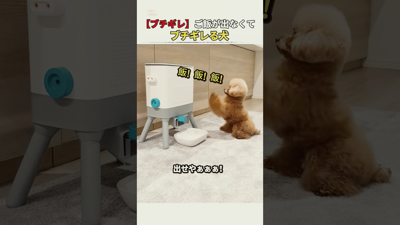【ブチギレ】ご飯が出なくて飼い主を睨みつける犬