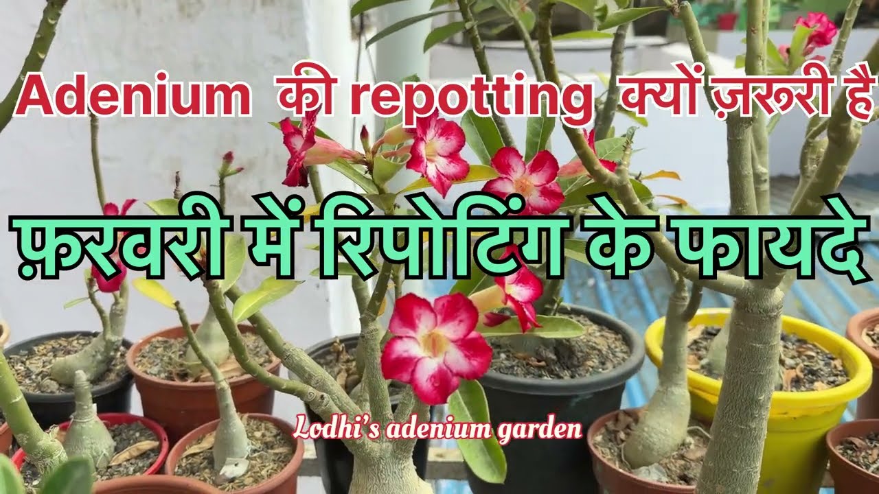 Adenium repotting in February 